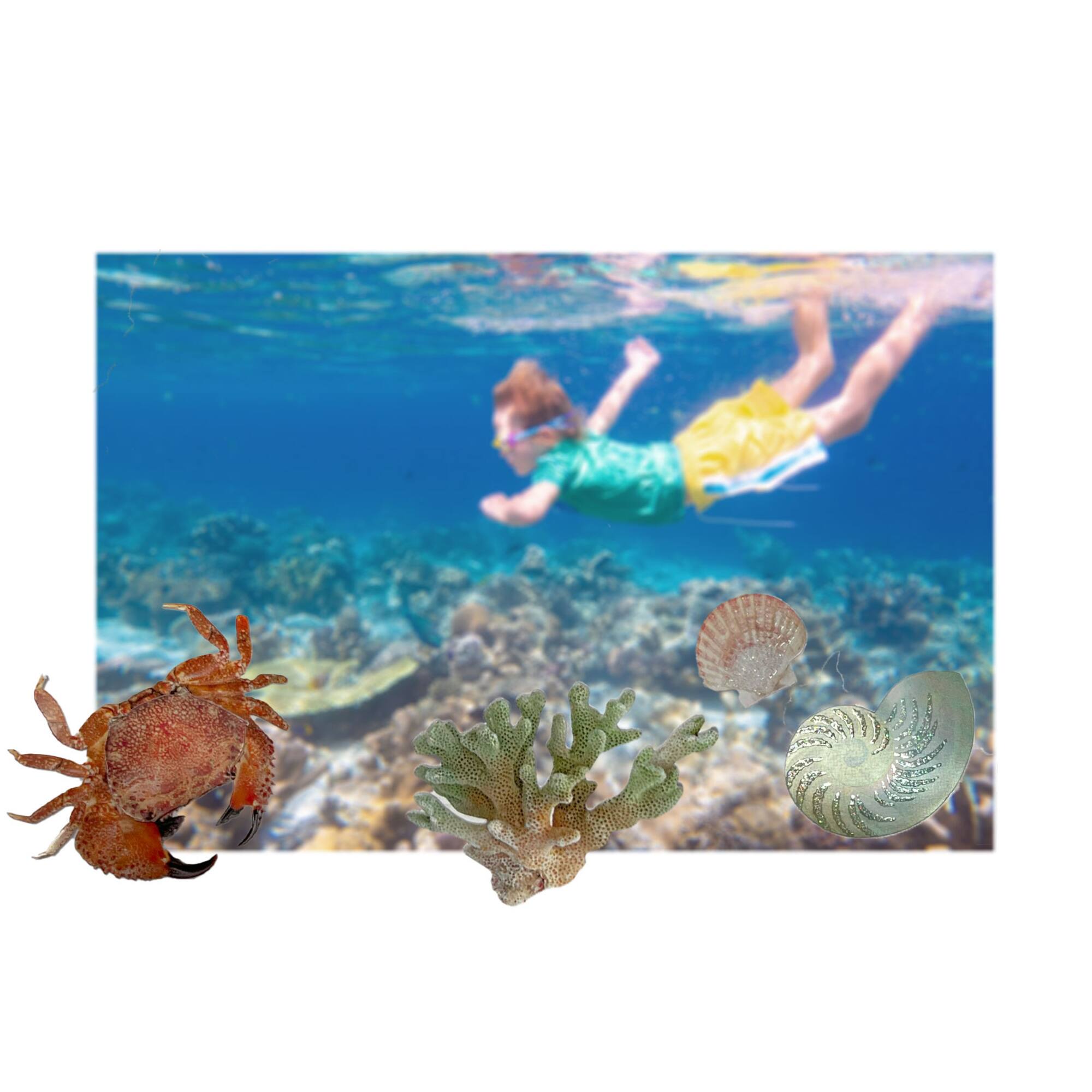 Shell Stickers by Recollections™